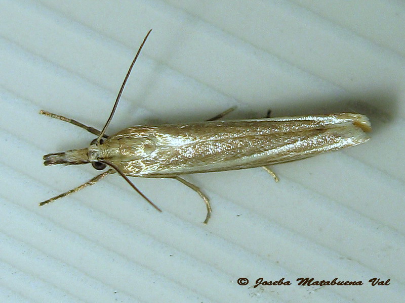 Crambus perlella - Crambidae